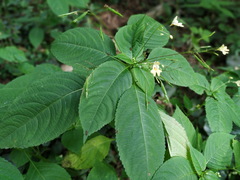 Impatiens parviflora