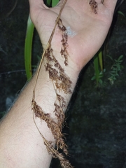 Machaerina sinclairii