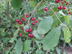 Lonicera xylosteum