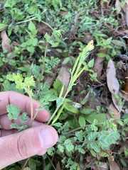 Corydalis micrantha
