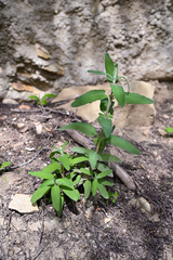 Salvia spathacea
