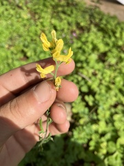 Corydalis micrantha