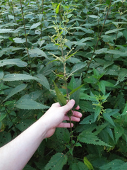 Urtica dioica