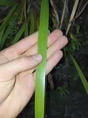 Machaerina sinclairii