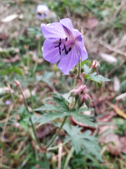 Geranium pratense