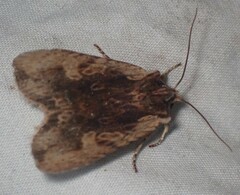 Lithophane hemina
