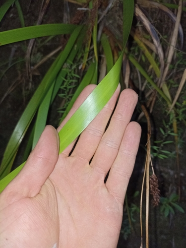 Image of Machaerina sinclairii by (c) Oscar Dove, some rights reserved (CC BY)
