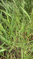 Bromus