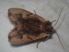 Lithophane hemina