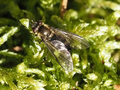 Melangyna quadrimaculata