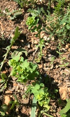 Euphorbia helioscopia