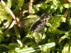 Melangyna quadrimaculata