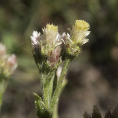 Pseudognaphalium ramosissimum