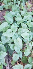 Lunaria