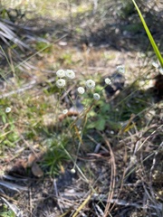 Syngonanthus flavidulus