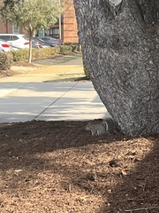 Sciurus carolinensis