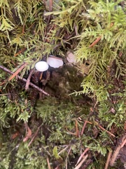 Marasmiellus candidus