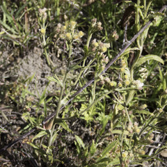 Pseudognaphalium ramosissimum
