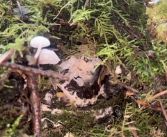 Marasmiellus candidus