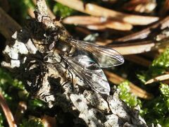 Melangyna quadrimaculata