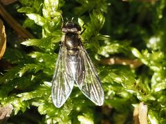 Melangyna quadrimaculata