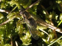 Melangyna quadrimaculata