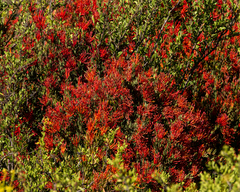 Tristerix verticillatus