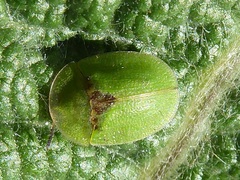 Cassida rubiginosa