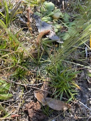 Syngonanthus flavidulus