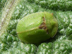 Cassida rubiginosa