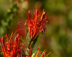 Tristerix verticillatus