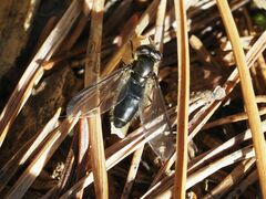 Melangyna quadrimaculata