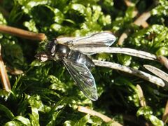 Melangyna quadrimaculata