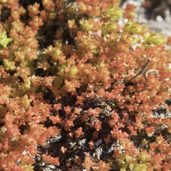 Crassula connata