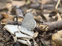 Celastrina ladon