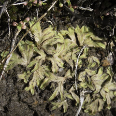 Riccia trichocarpa