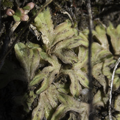 Riccia trichocarpa