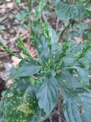 Henrya insularis