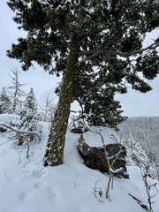 Pseudotsuga menziesii