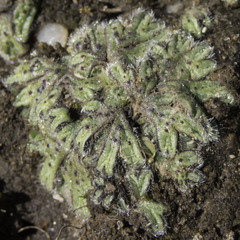 Riccia trichocarpa