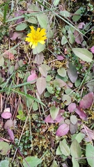 Hieracium lepidulum
