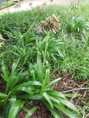 Agapanthus praecox