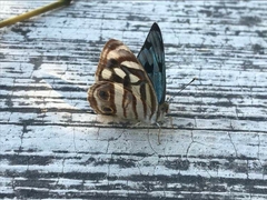 Dynamine postverta mexicana