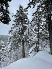 Pseudotsuga menziesii