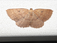 Casbia melanops