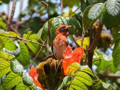 Anaplectes rubriceps