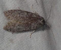 Semioscopis inornata