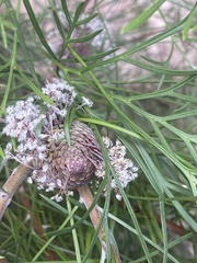 Isopogon anethifolius