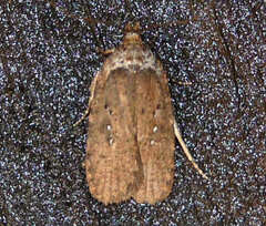 Agonopterix clemensella
