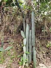 Trichocereus macrogonus
